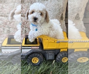 Havapoo Puppy for sale in MIDDLEBURY, IN, USA