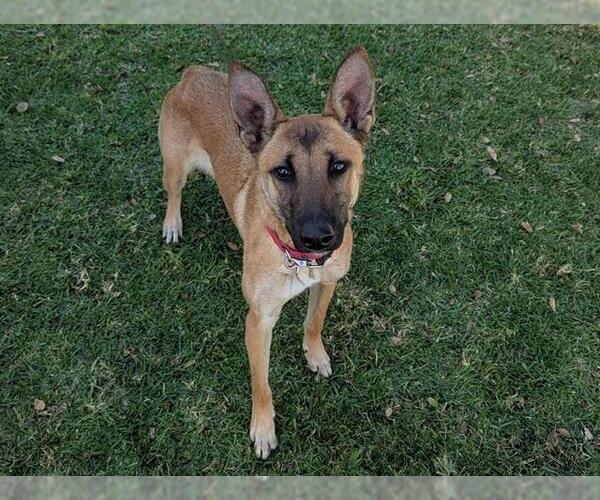 Medium Photo #2 Mutt Puppy For Sale in San Clemente, CA, USA