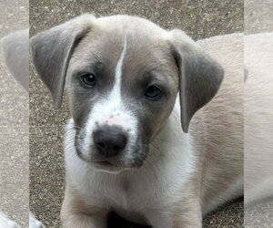 Labrador Retriever-Unknown Mix Dogs for adoption in Rockaway, NJ, USA