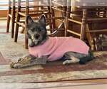 Small #1 Pomeranian Mix