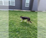 Small #14 Border Collie
