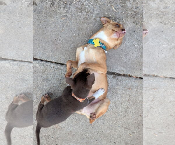 Medium Photo #6 Chihuahua Puppy For Sale in Sandy, UT, USA