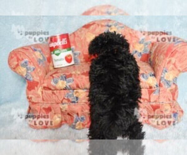 Medium Photo #14 Poodle (Toy) Puppy For Sale in SANGER, TX, USA