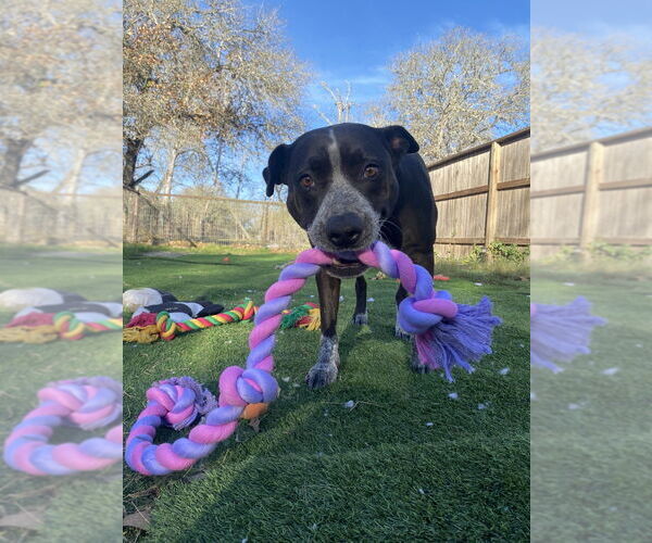 Medium Photo #5 Mutt Puppy For Sale in FRAMINGHAM, MA, USA