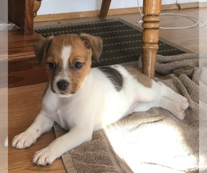 Jack-Rat Terrier Puppy for sale in DAWSONVILLE, GA, USA