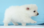 Small Photo #6 Pomeranian Puppy For Sale in FRAZER, PA, USA