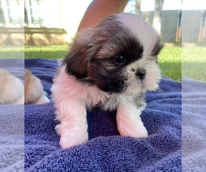 Shih Tzu Puppy for sale in PERRIS, CA, USA