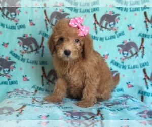 Goldendoodle (Miniature) Puppy for sale in LAKELAND, FL, USA