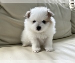 Small #22 Pomeranian