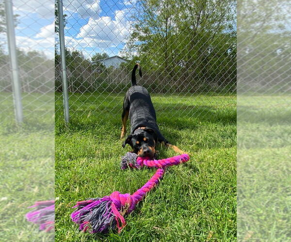 Medium Photo #4 Rottweiler-Unknown Mix Puppy For Sale in Muskegon, MI, USA