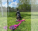 Small #3 Rottweiler Mix