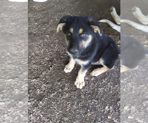 Medium Photo #2 German Shepherd Dog Puppy For Sale in FAYETTE CITY, PA, USA