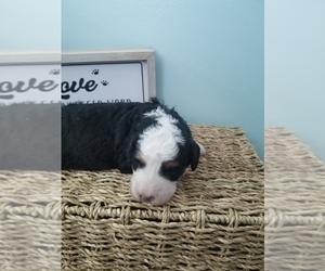 Bernedoodle-Miniature Bernedoodle Mix Puppy for sale in LAKE CITY, FL, USA