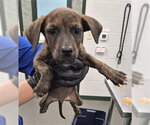 Small Labrador Retriever Mix