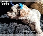 Small Photo #117 Goldendoodle (Miniature) Puppy For Sale in GASTONIA, NC, USA