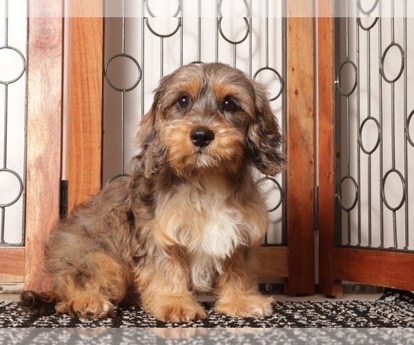 Medium Photo #1 Cavapoo (Miniature) Puppy For Sale in NAPLES, FL, USA