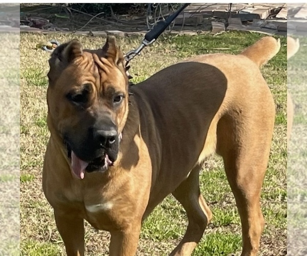Medium Photo #1 Cane Corso Puppy For Sale in BAKERSFIELD, CA, USA