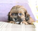 Small #13 ShihPoo
