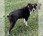 Small #4 American Pit Bull Terrier