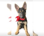 Puppy Luna German Shepherd Dog