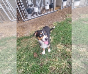 Australian Shepherd Puppy for sale in STEELEVILLE, IL, USA