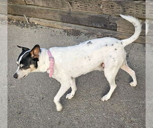 Jax (WA) - Male Rat Terrier Dog for Adoption - Photo #2