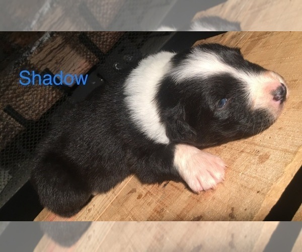 Medium Photo #4 Australian Shepherd Puppy For Sale in ARBA, IN, USA