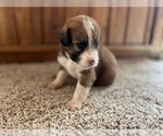 Small Photo #4 Aussiedoodle Puppy For Sale in NEOLA, WV, USA