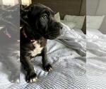 Small Photo #5 Cane Corso Puppy For Sale in RUCKERSVILLE, VA, USA