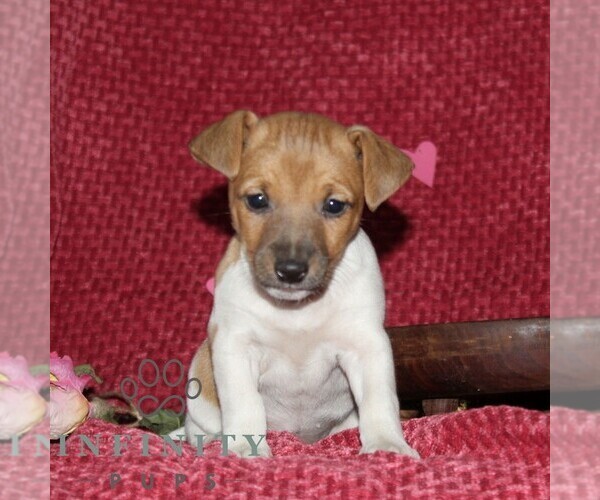 Medium Photo #1 Jack Russell Terrier Puppy For Sale in KIRKWOOD, PA, USA