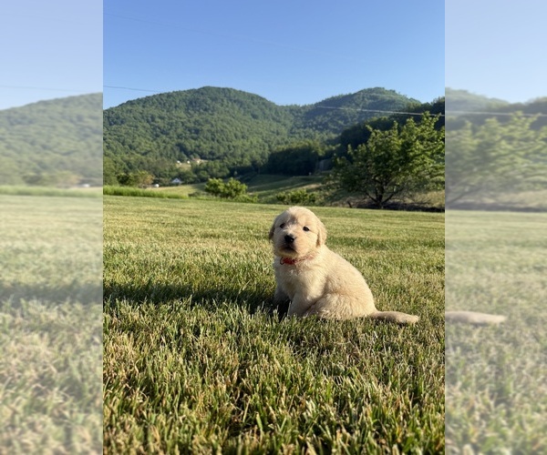 Medium Photo #2 Golden Retriever Puppy For Sale in ARARAT, VA, USA