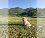 Small #1 Golden Retriever