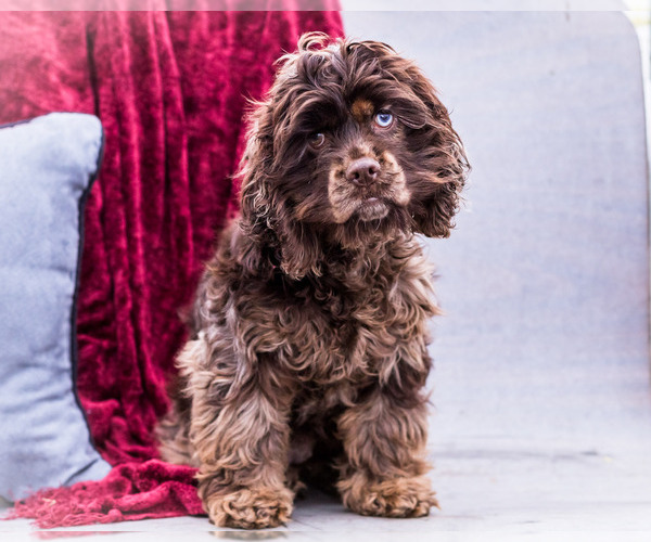 Medium Photo #1 Cocker Spaniel Puppy For Sale in WAKARUSA, IN, USA