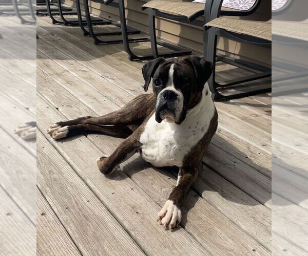 Medium Photo #2 Boxer Puppy For Sale in Burnsville, MN, USA