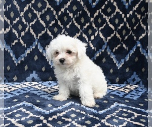 Maltese Puppy for sale in APPLE CREEK, OH, USA