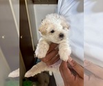 Small #1 Maltipoo