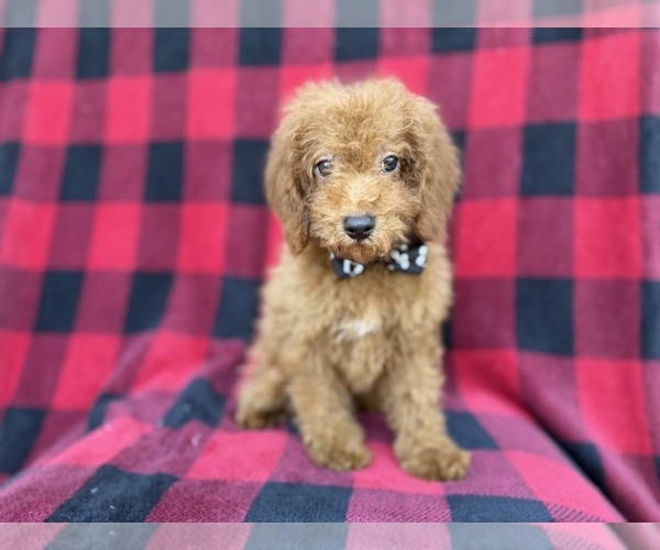 Medium Photo #5 Cock-A-Poo Puppy For Sale in LAKELAND, FL, USA
