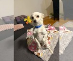 Small #1 Chihuahua Mix