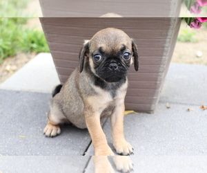 Jug Puppy for sale in SHILOH, OH, USA