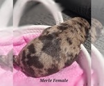 Small #1 Pug
