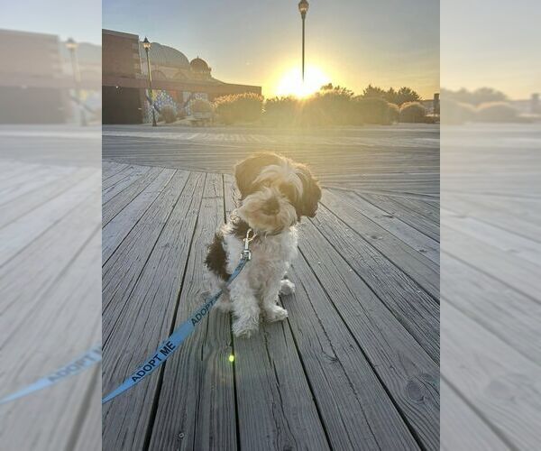 Medium Photo #10 Poodle (Miniature)-Unknown Mix Puppy For Sale in New York, NY, USA