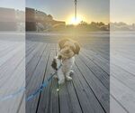 Small #9 Poodle (Miniature) Mix