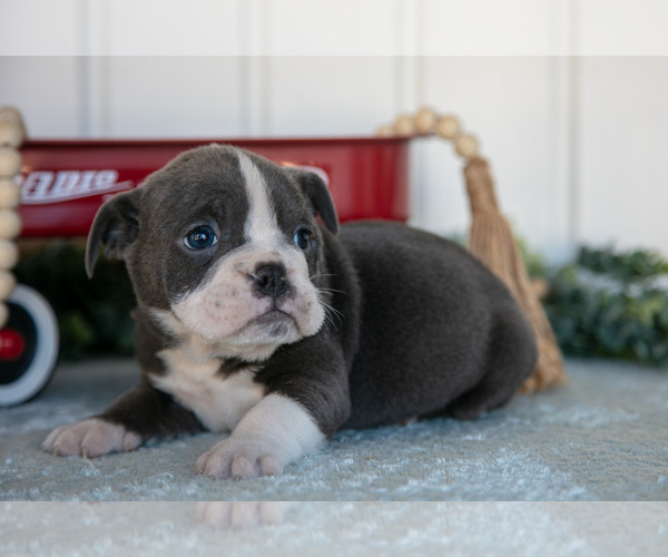 Medium Photo #3 Victorian Bulldog Puppy For Sale in MILLERSBURG, IN, USA