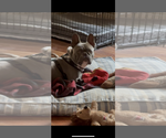 Small #3 French Bulldog