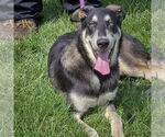 Small #3 German Shepherd Dog-Huskies  Mix