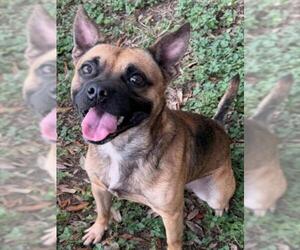 REX - Male Pug-Unknown Mix Dog for Adoption - Photo #3