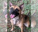 Small #2 Pug Mix