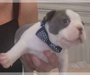 French Bulldog Puppy for sale in FT MYERS, FL, USA