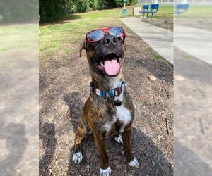 Theo Hudson - Male American Staffordshire Terrier-Labrador Retriever Mix Dog for Adoption - Photo #2