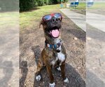 Small #1 American Staffordshire Terrier-Labrador Retriever Mix